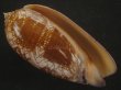 画像1: ニシキマクラ(Oliva porphyria) 大　特濃色　美品 (1)