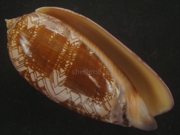 画像1: ニシキマクラ(Oliva porphyria) 大　特濃色　美品 (1)