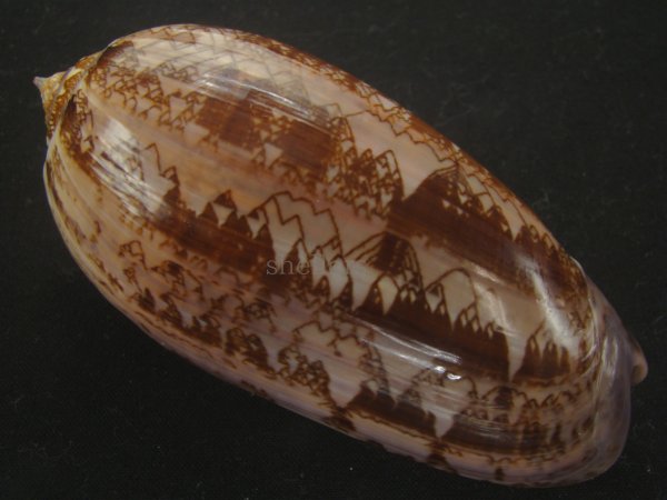 画像2: ニシキマクラ(Oliva porphyria) 大　特濃色　美品 (2)