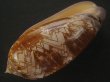 画像3: ニシキマクラ(Oliva porphyria) 大　特濃色　美品 (3)
