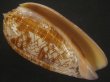 画像1: ニシキマクラ(Oliva porphyria) 118ｍｍ　特大　特美品 (1)