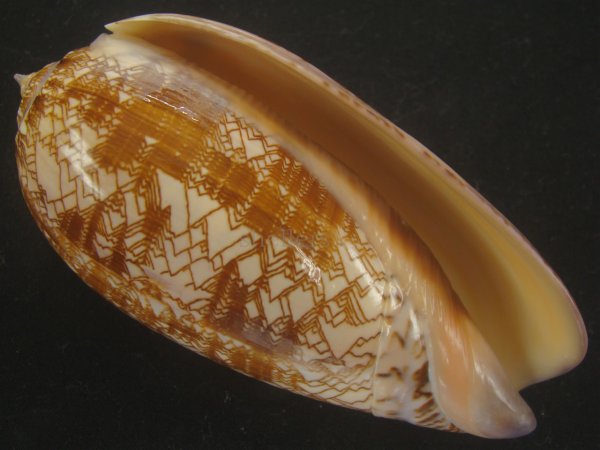 画像1: ニシキマクラ(Oliva porphyria) 118ｍｍ　特大　特美品 (1)