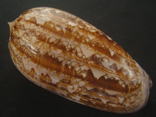 画像2: ニシキマクラ(Oliva porphyria) 118ｍｍ　特大　特美品 (2)
