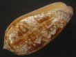 画像3: ニシキマクラ(Oliva porphyria) 118ｍｍ　特大　特美品 (3)