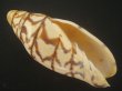 画像1: ブランデーガイ(Volutoconus bednalli) 死殻だけど特美品　老成 (1)