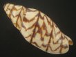 画像2: ブランデーガイ(Volutoconus bednalli) 死殻だけど特美品　老成 (2)