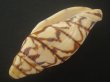 画像3: ブランデーガイ(Volutoconus bednalli) 死殻だけど特美品　老成 (3)