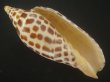 画像1: リュウグウボラ(Scaphella junonia) 大　老成　美品 (1)