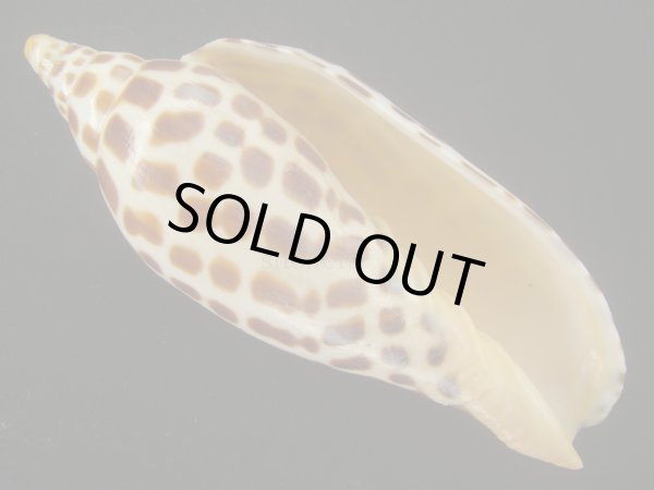 画像1: リュウグウボラ(Scaphella junonia) 大　老成　美品 (1)