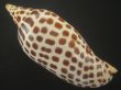 画像2: リュウグウボラ(Scaphella junonia) 大　老成　美品 (2)