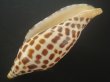画像3: リュウグウボラ(Scaphella junonia) 大　老成　美品 (3)