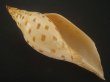 画像1: ワダツミリュウグウボラ(Scaphlla dubia kieneri) 老成 (1)