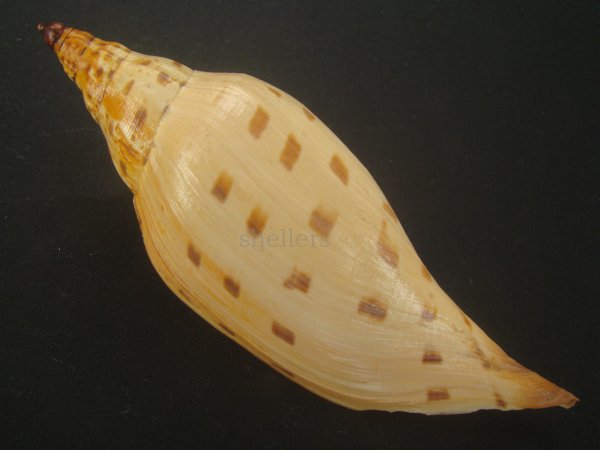 画像2: ワダツミリュウグウボラ(Scaphlla dubia kieneri) 老成 (2)