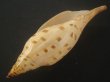 画像3: ワダツミリュウグウボラ(Scaphlla dubia kieneri) 老成 (3)