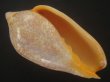画像1: シモフリニンギョウボラ(Amoria exoptanda) 特美品 (1)