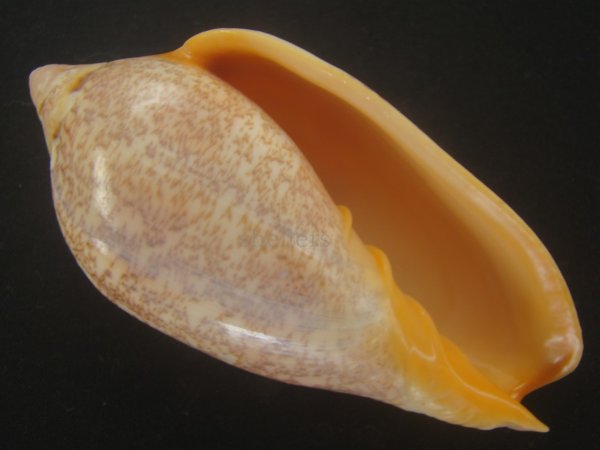 画像1: シモフリニンギョウボラ(Amoria exoptanda) 特美品 (1)