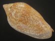 画像2: シモフリニンギョウボラ(Amoria exoptanda) 特美品 (2)