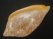 画像3: シモフリニンギョウボラ(Amoria exoptanda) 特美品 (3)