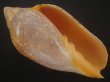 画像1: シモフリニンギョウボラ(Amoria exoptanda) 大　濃色 (1)