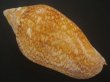 画像2: シモフリニンギョウボラ(Amoria exoptanda) 大　濃色 (2)
