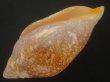 画像3: シモフリニンギョウボラ(Amoria exoptanda) 大　濃色 (3)