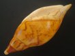 画像3: マボロシメロンボラ(Ericusa sowerbyi) 死殻だけど美品　特老成 (3)