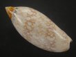 画像2: サラサニンギョウボラ(Amoria damonii) (2)