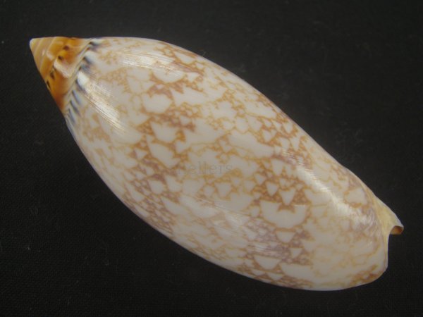 画像2: サラサニンギョウボラ(Amoria damonii) (2)