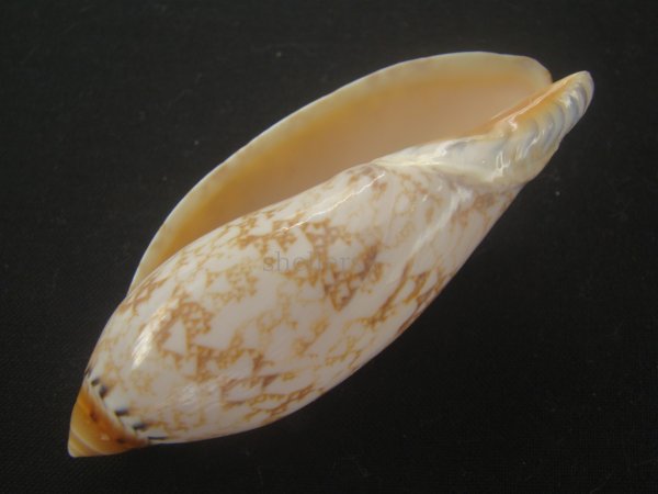 画像3: サラサニンギョウボラ(Amoria damonii) (3)