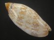 画像2: サラサニンギョウボラ(Amoria damonii) (2)