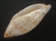 画像3: サラサニンギョウボラ(Amoria damonii) (3)