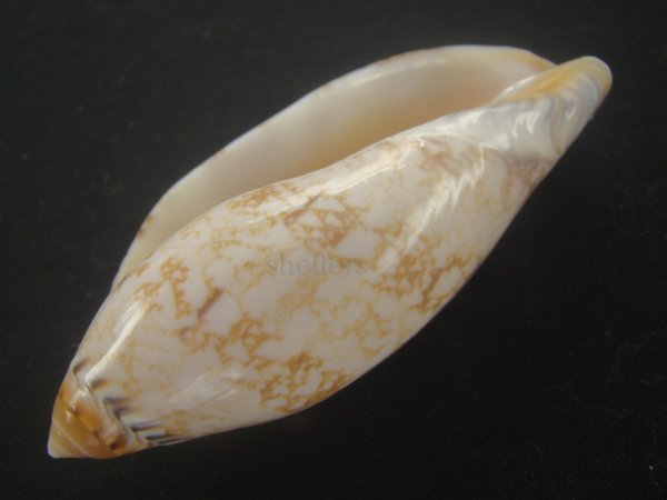 画像3: サラサニンギョウボラ(Amoria damonii) (3)