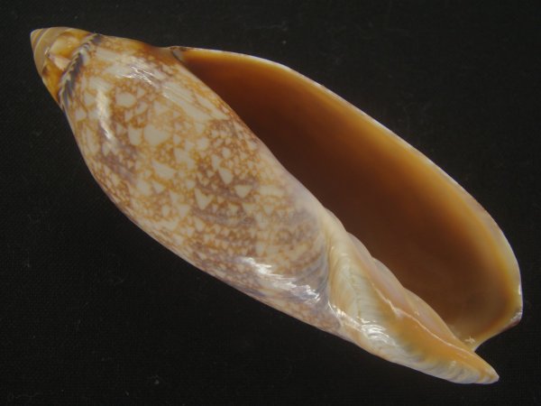 画像1: チリメンサラサニンギョウボラ(Amoria damonii) 濃色 (1)
