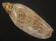 画像2: チリメンサラサニンギョウボラ(Amoria damonii) 濃色 (2)