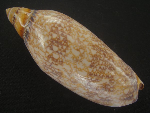 画像2: チリメンサラサニンギョウボラ(Amoria damonii) 濃色 (2)