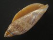 画像3: チリメンサラサニンギョウボラ(Amoria damonii) 濃色 (3)