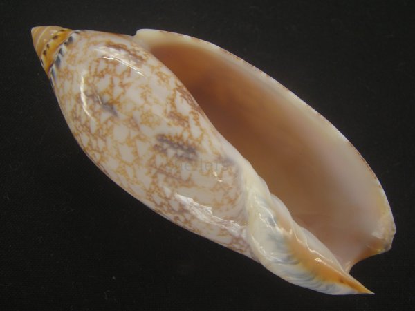 画像1: サラサニンギョウボラ(Amoria damonii) 大　濃色　美品 (1)