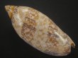 画像2: サラサニンギョウボラ(Amoria damonii) 大　濃色　美品 (2)