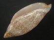 画像3: サラサニンギョウボラ(Amoria damonii) 大　濃色　美品 (3)