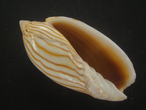 画像1: クチグロニンギョウボラ(Amoria jamrachi) 濃色 (1)