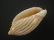画像3: クチグロニンギョウボラ(Amoria jamrachi) 濃色 (3)