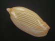 画像2: クチグロニンギョウボラ(Amoria jamrachi) 大　タイトパターン (2)
