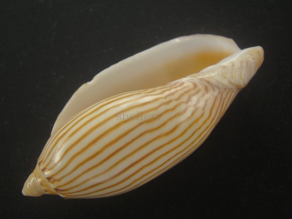 画像3: クチグロニンギョウボラ(Amoria jamrachi) 大　タイトパターン (3)