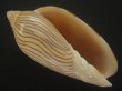 画像1: ヤナギシボリニンギョウボラ(Amoria ellioti) 大　美品　タイトパターン (1)