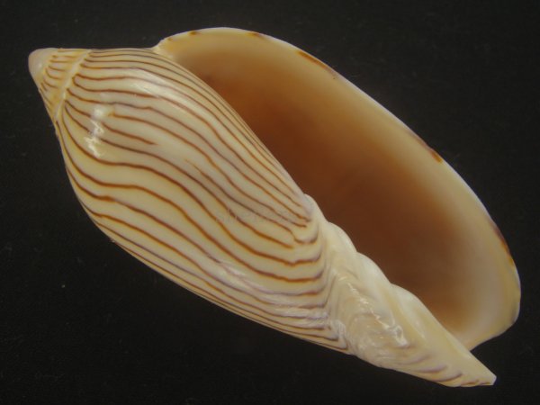 画像1: ヤナギシボリニンギョウボラ(Amoria ellioti) 大　美品　タイトパターン (1)