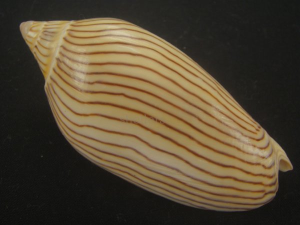 画像2: ヤナギシボリニンギョウボラ(Amoria ellioti) 大　美品　タイトパターン (2)