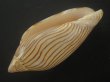 画像3: ヤナギシボリニンギョウボラ(Amoria ellioti) 大　美品　タイトパターン (3)