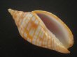 画像1: レンガマキキンスジボラ(Harpulina arausiaca) 難ありだけど美品 (1)