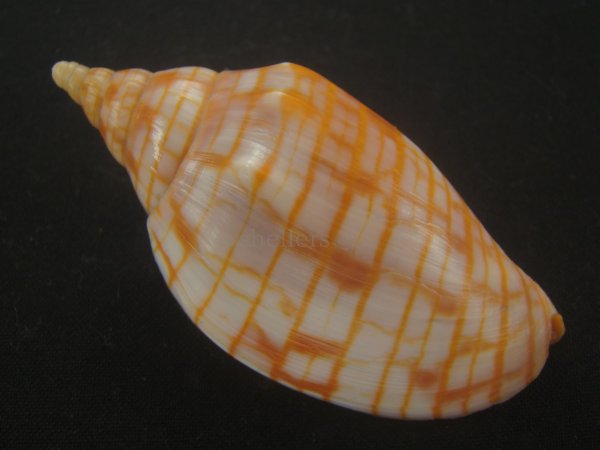 画像2: レンガマキキンスジボラ(Harpulina arausiaca) 難ありだけど美品 (2)