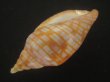 画像3: レンガマキキンスジボラ(Harpulina arausiaca) 難ありだけど美品 (3)